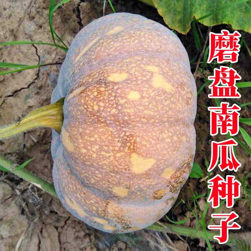 春季磨盘大南瓜种子巨型特甜超面大南瓜种籽高产味甜面南瓜蔬菜种