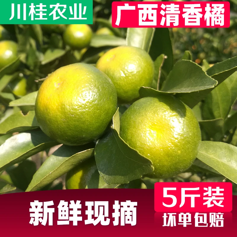 广西桂林清香蜜橘新鲜现摘纯甜茶橘薄皮巴西柑当季水果青皮蜜桔
