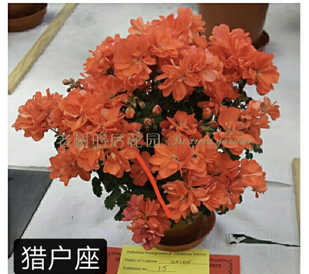 猎户座矮生勤花，花量大天竺葵