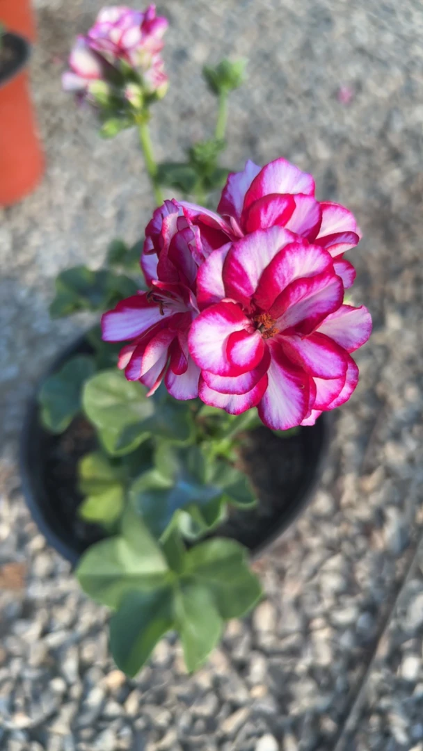 垂钓天竺葵洛丽塔【苗小介意勿拍】