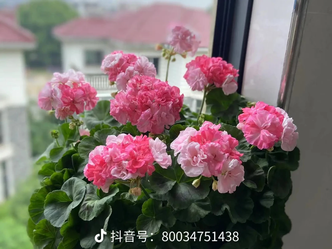 重彩钻石婚直立天竺葵