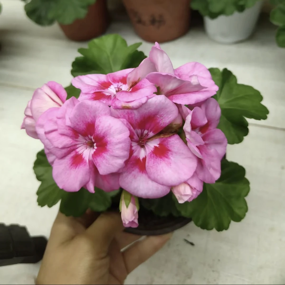直立天竺葵【粉飞剑】矮生勤花盆栽庭院室内外花卉植物带花苞