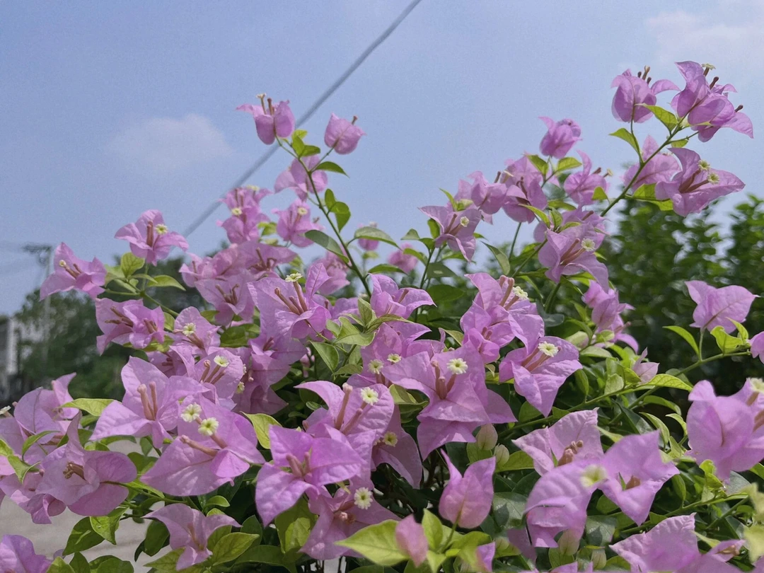 巴西紫（勤花品种四季开花、爬藤、浅紫色）粉星星一物一拍