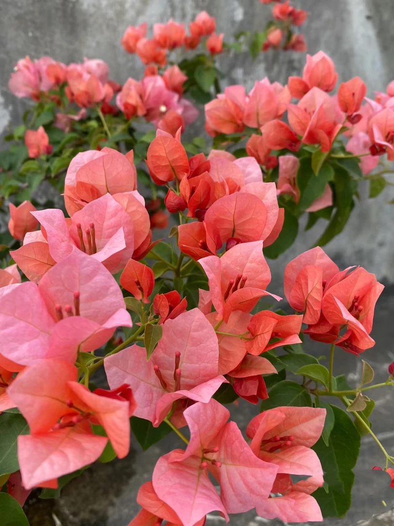 不甜西瓜，金心橙白，橙粉公主，甜西瓜，绿叶五宝，蜡染粉，黄色幻想