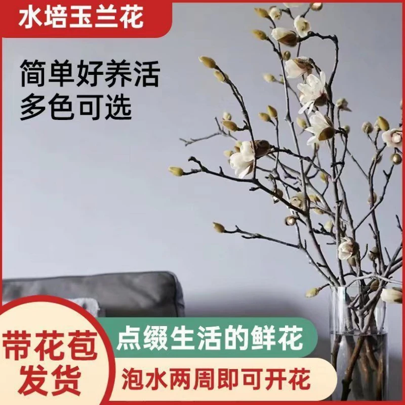 水培植物白玉兰鲜切室内花卉绿植水养带花苞鲜切枝好养带花苞兰花
