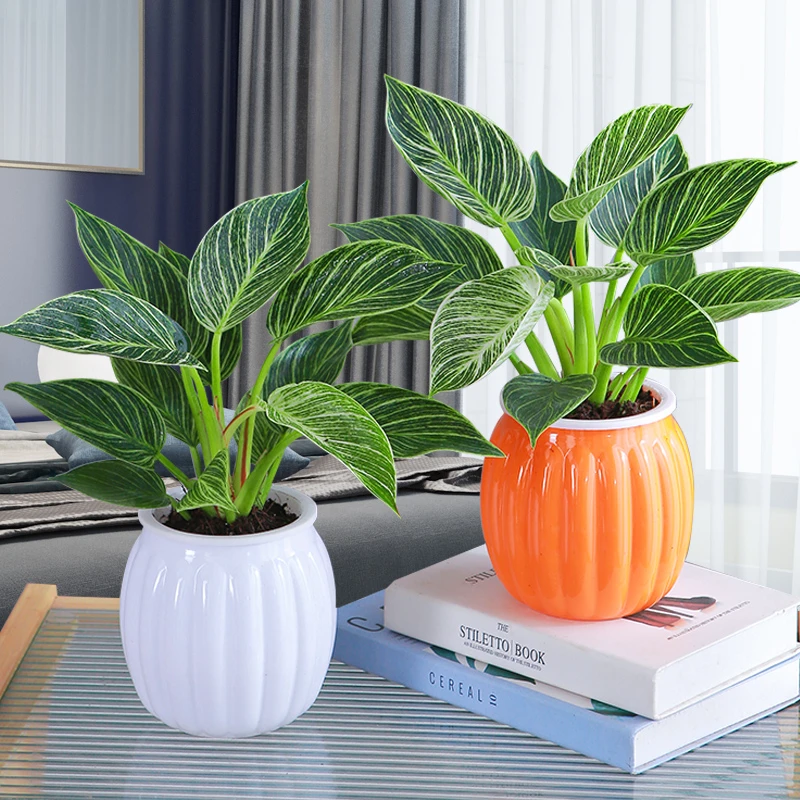 铂金钻绿植盆栽室内植物鸭脚木水培植物七叶莲桌面盆栽好养易活