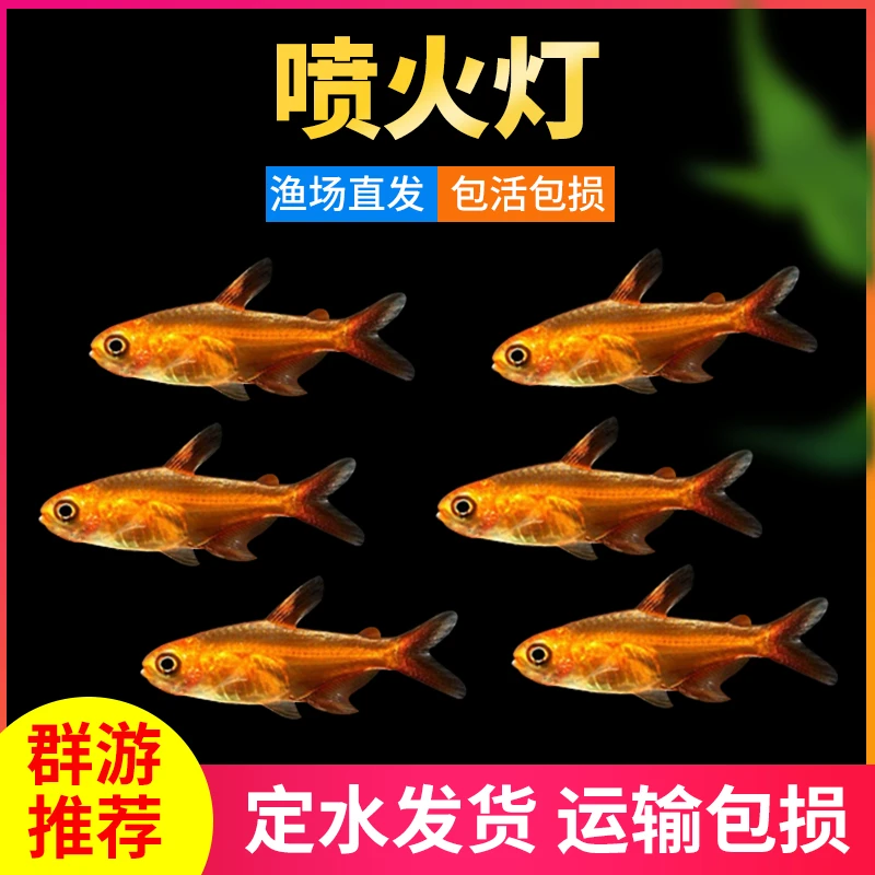 喷火灯观赏鱼小型鱼热带鱼淡水灯科鱼火焰灯鱼草缸群游鱼活体好养