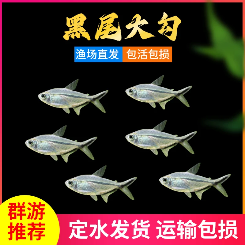 黑尾大勾灯鱼 灯科鱼 吉祥小鱼