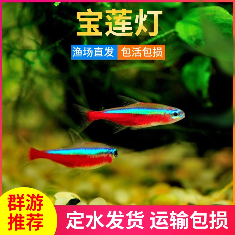 宝莲灯鱼 灯科鱼 小型热带鱼 吉祥小鱼