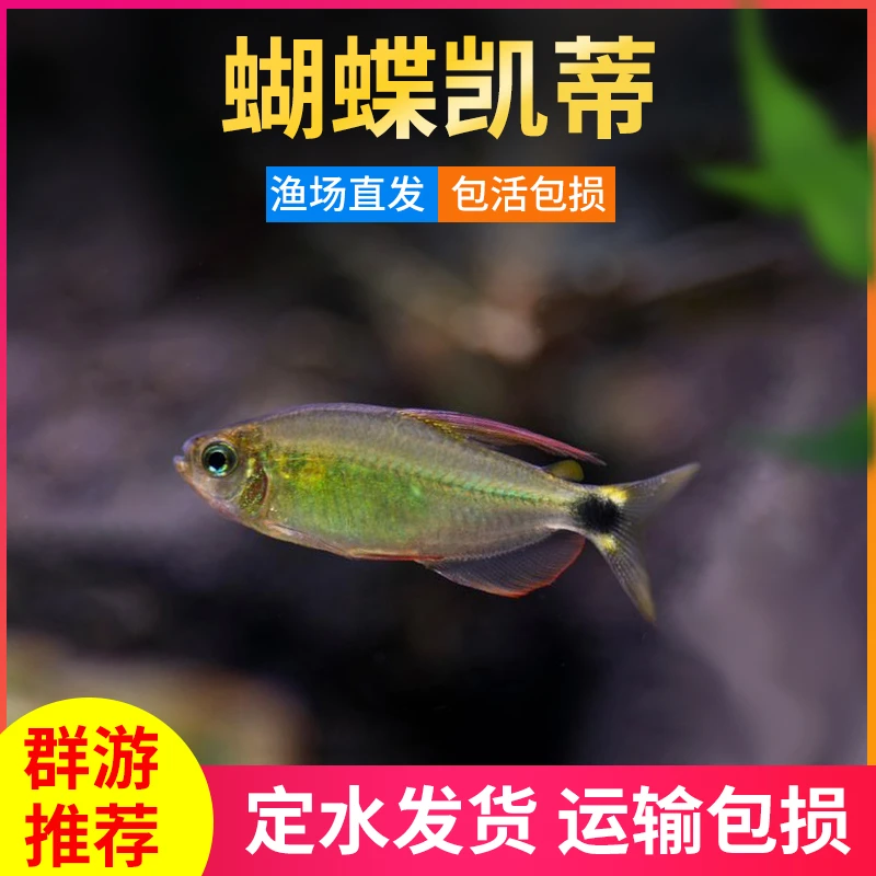 蝴蝶凯蒂灯鱼吉祥小鱼
