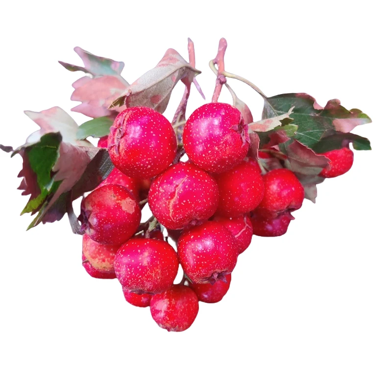 东北新鲜野生山里红每天新鲜发货现摘现发保温箱冰冻发货顺丰包邮