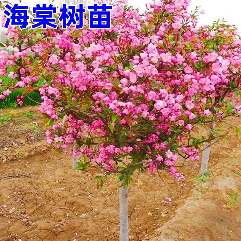 海棠花树苗庭院地栽高杆西府海棠垂丝海棠北美海棠耐寒耐旱绿化苗