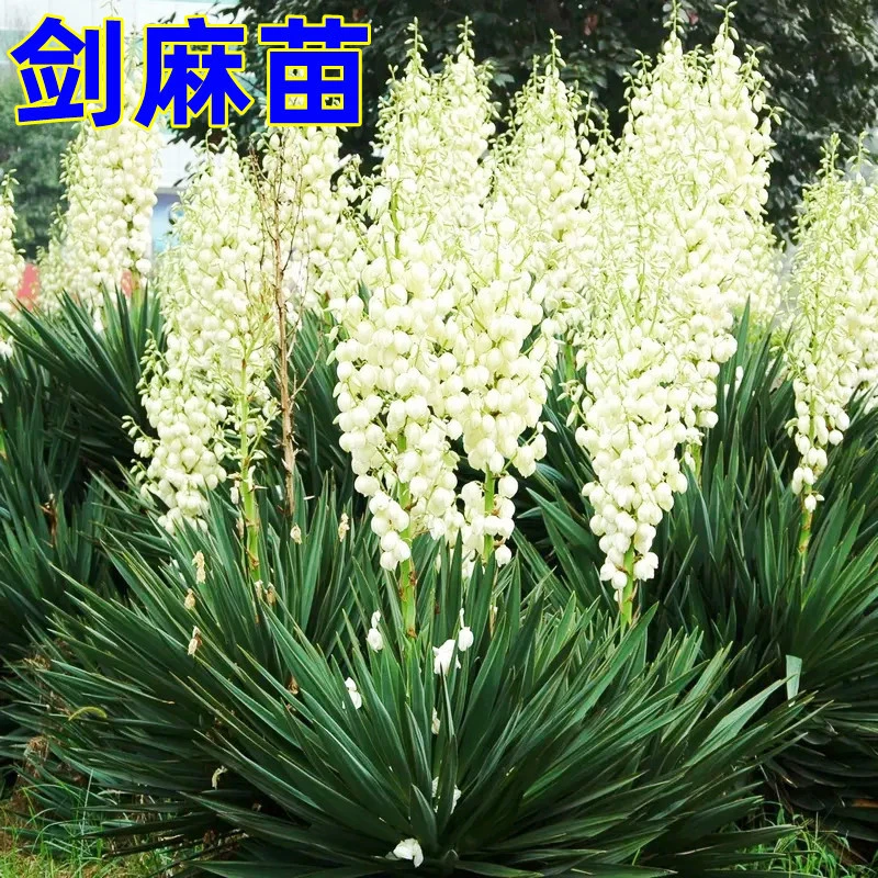 剑麻苗丝兰凤尾兰苗庭院种植四季常青耐寒植物工程绿化苗剑麻小苗