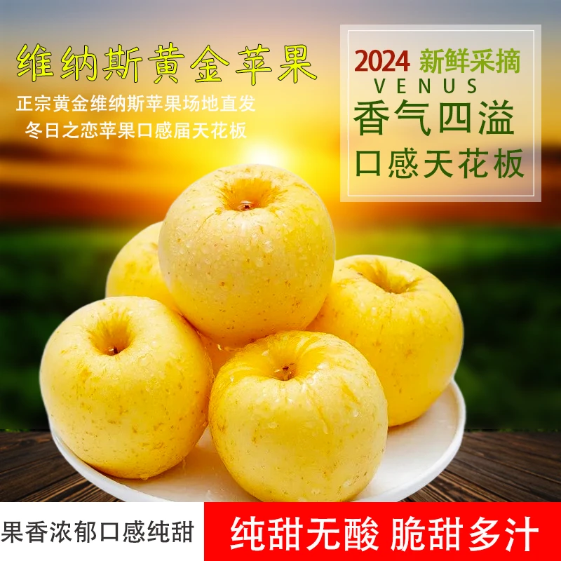 【黄金维纳斯】正宗山东黄金维纳斯苹果脆甜爽口多汁现摘现发