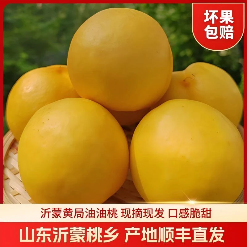 烫烫专属 桃乡蒙阴黄菊油油桃 当天现摘现发 产地顺丰直发