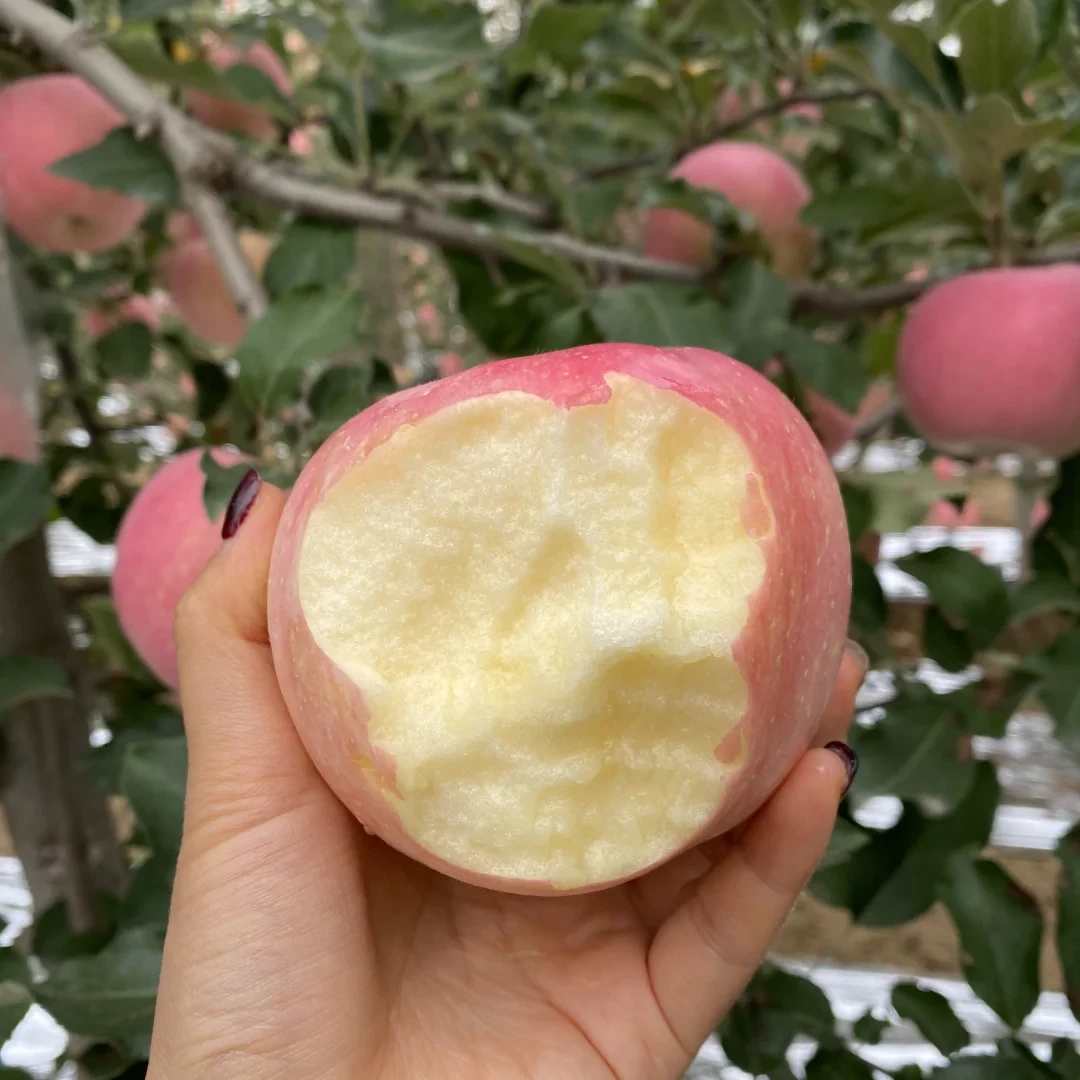 【烟富8小果】脆甜多汁正宗山东红富士苹果果肉丰富