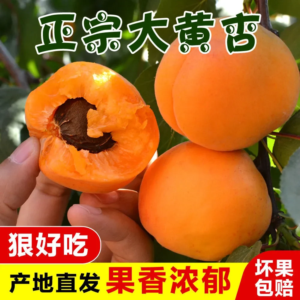 山西运城新鲜大黄杏应季当季时令水果酸爽脆孕妇水果5斤包邮