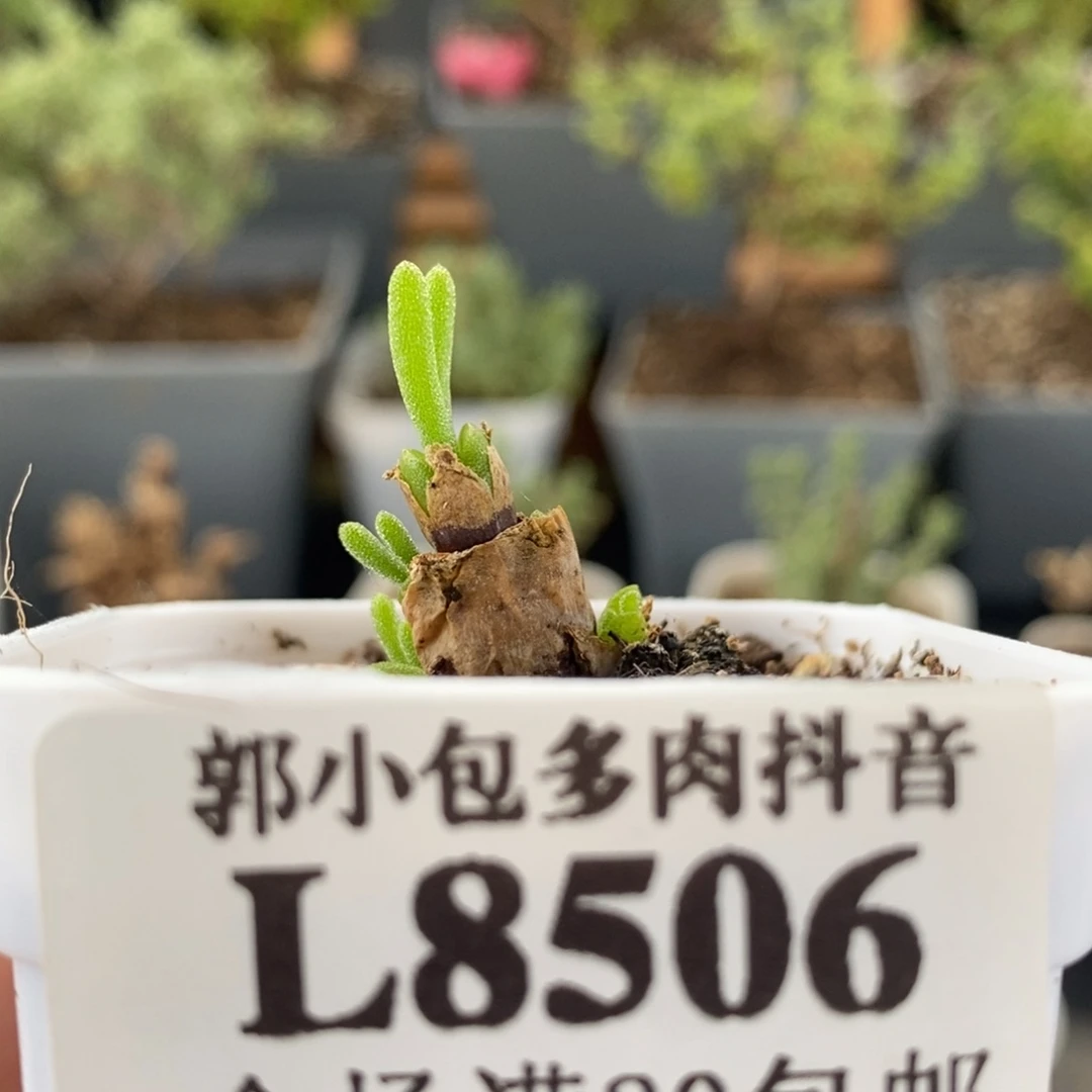 ?****?碧光环8506。