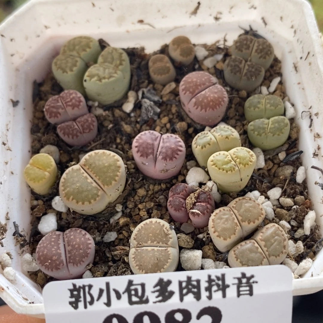 组合漏0982。