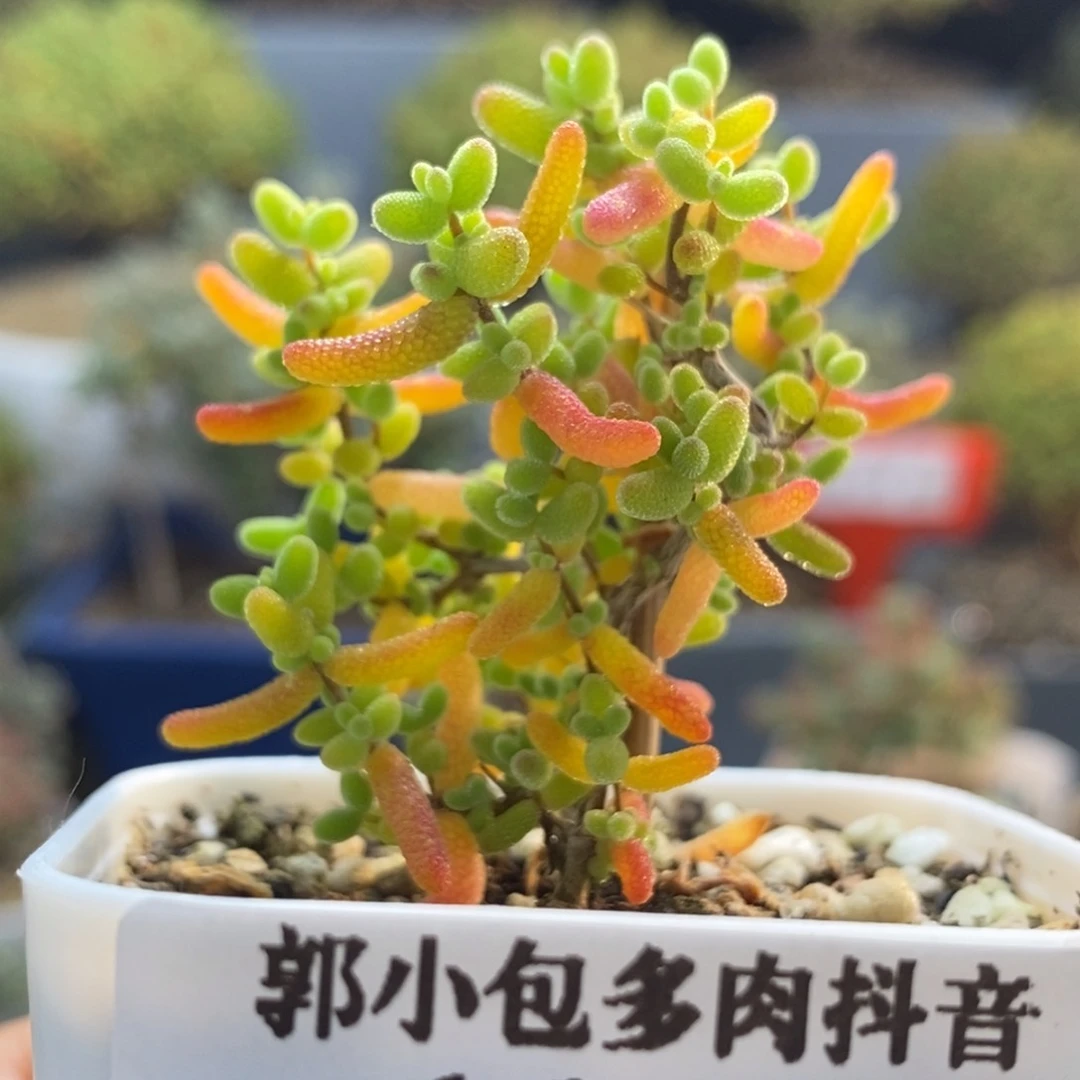 蜜橘糖球1362。