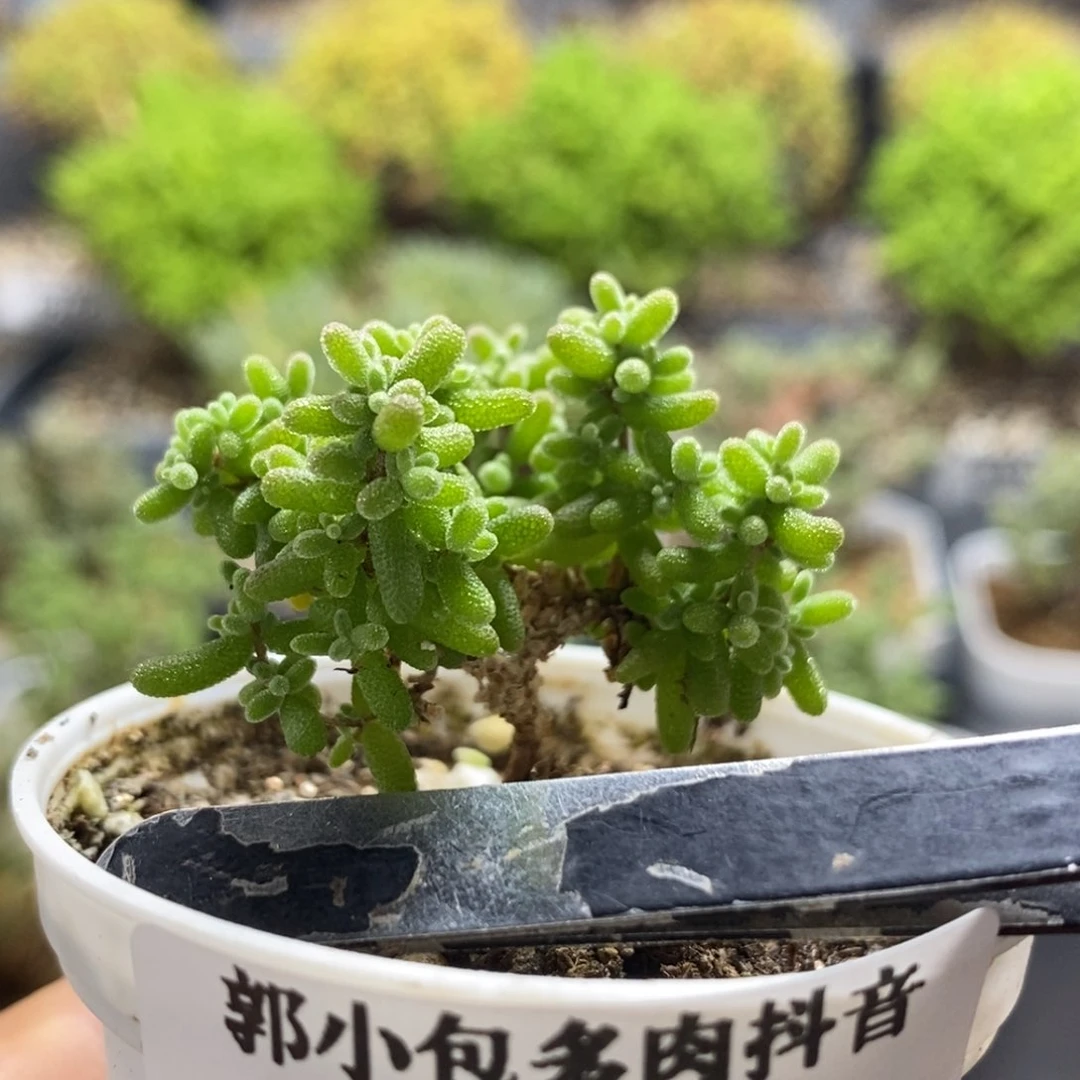 小小米0348。
