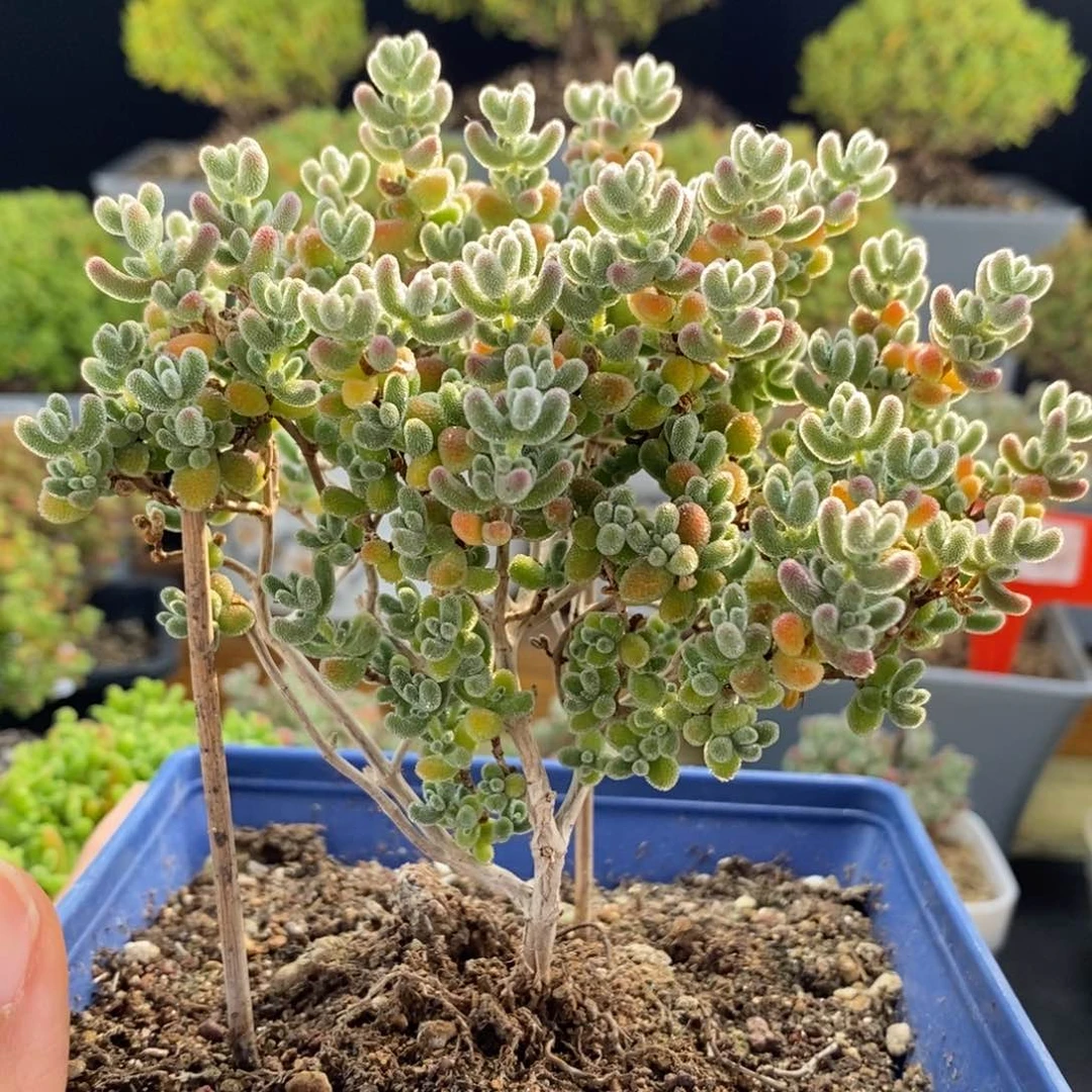 双十一福利冰晶1436。