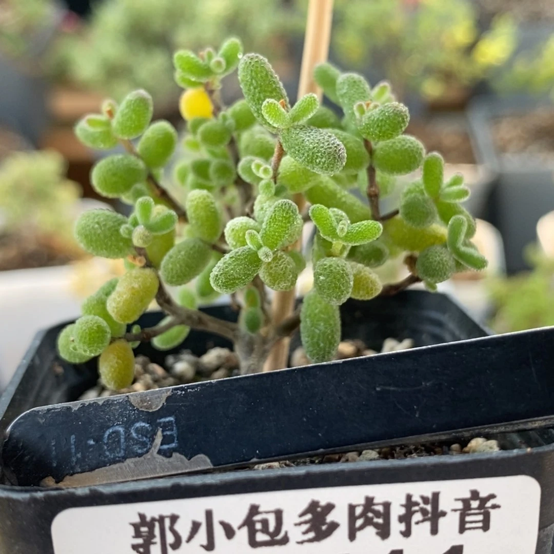 汉**属密叶糖球8644。