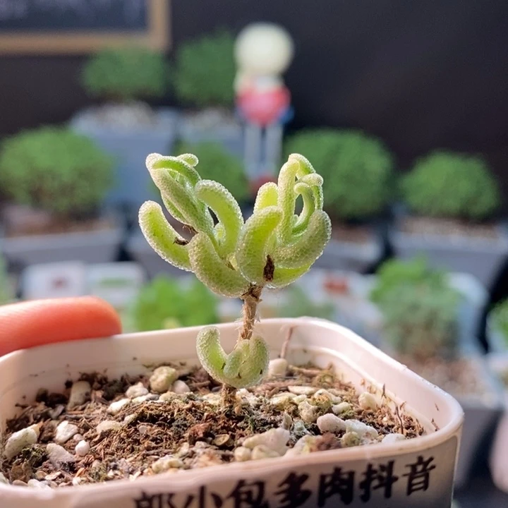 橙叶锦。      074