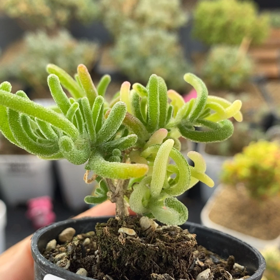 宸*荧光兔锦0896。