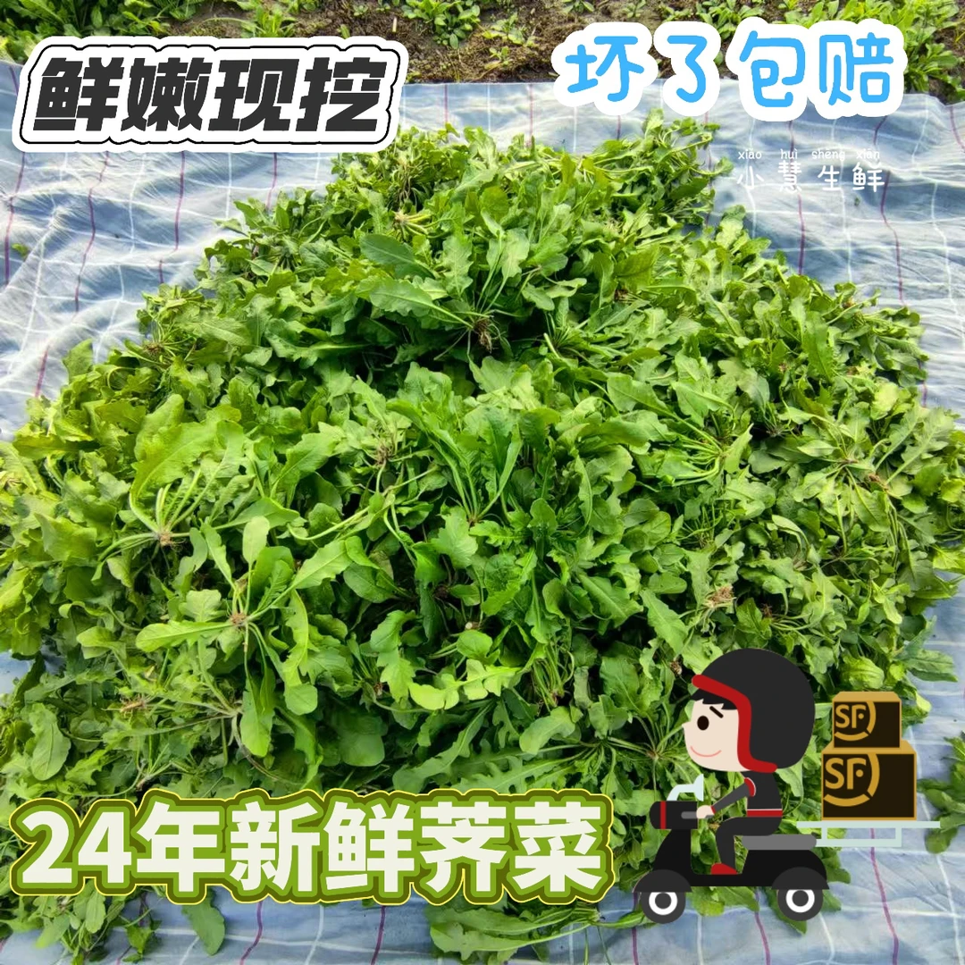 （京东/顺丰）河南新鲜荠菜露天生长包饺子包馄饨蒸菜新鲜蔬菜