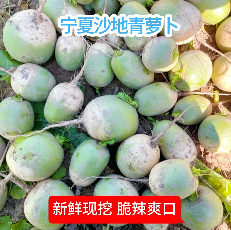 老品种丑萝卜青萝卜农家自种新鲜青萝卜非水果萝卜新鲜蔬菜5斤