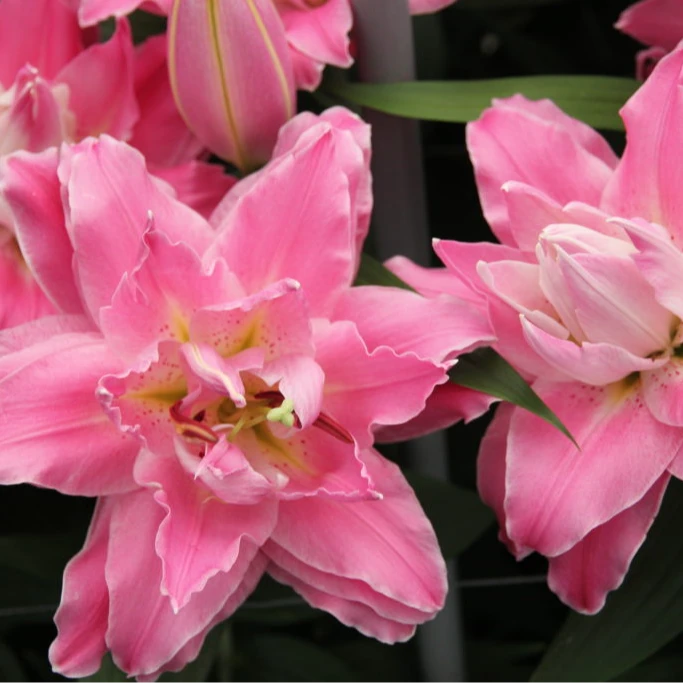 乔乔花屋1球梦想线18/20cm东方系列深粉色重瓣香水球不带盆土