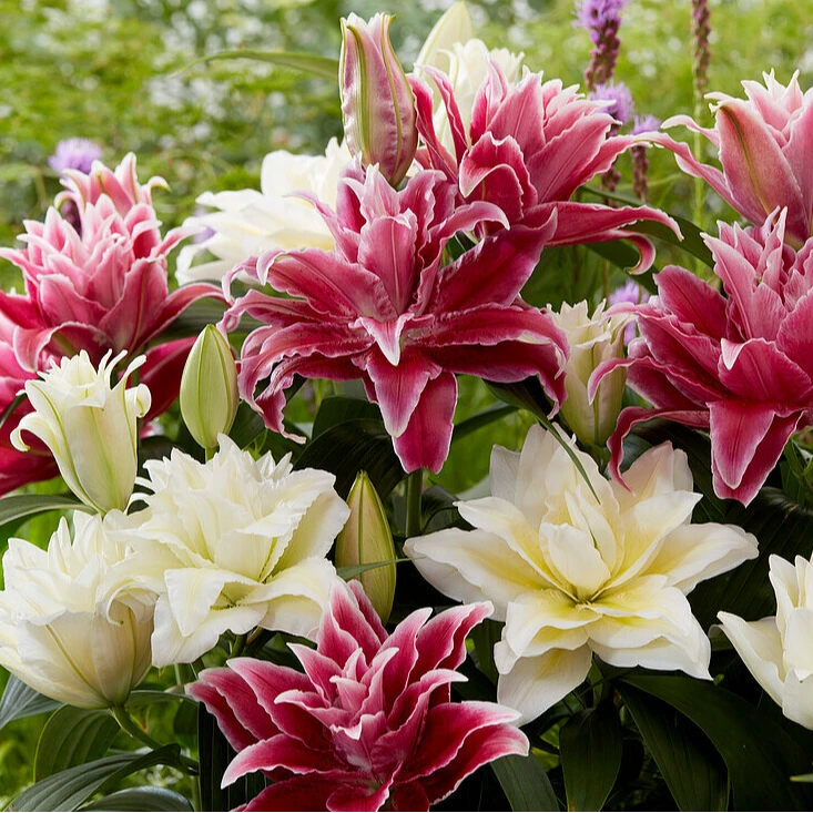 乔乔花屋 2025坤哥荷兰进口百合花种球高货多个品种 不带盆土包邮