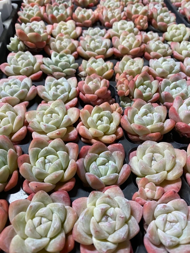 冰玉4颗多肉植物全疆发货一单包邮