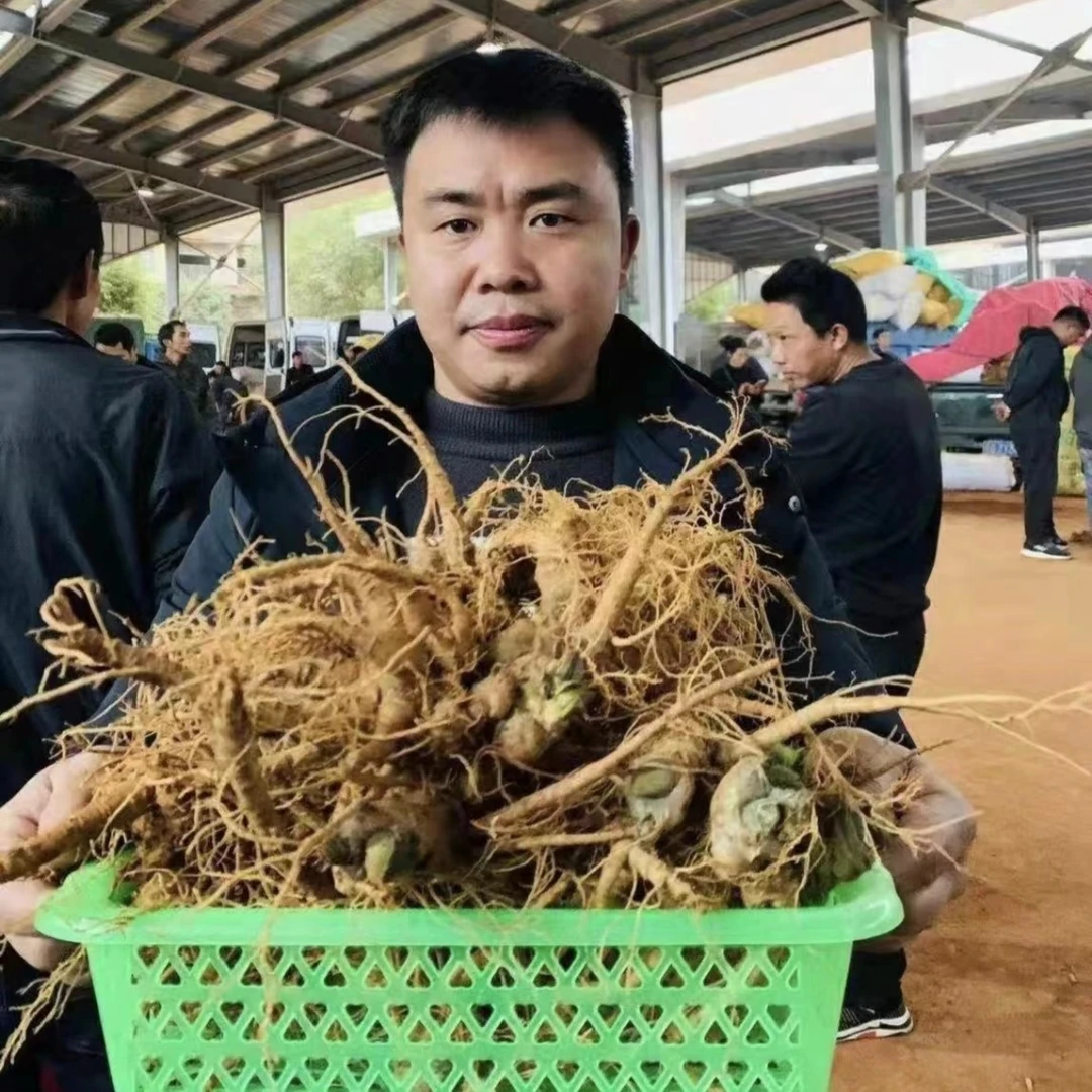 胡荣军文山新鲜三七生三七 3斤