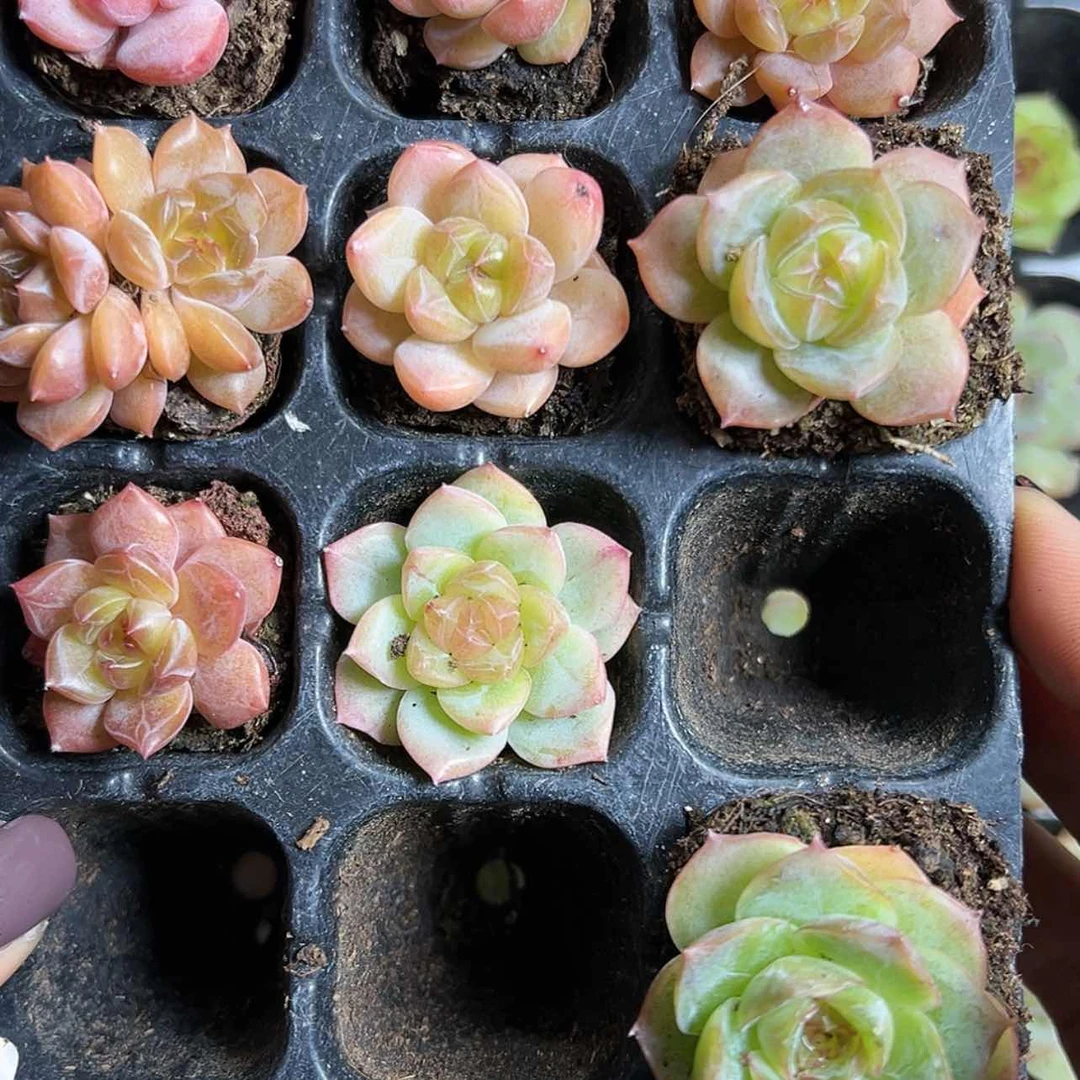 【闪购商品】奇****爱342号楼一层