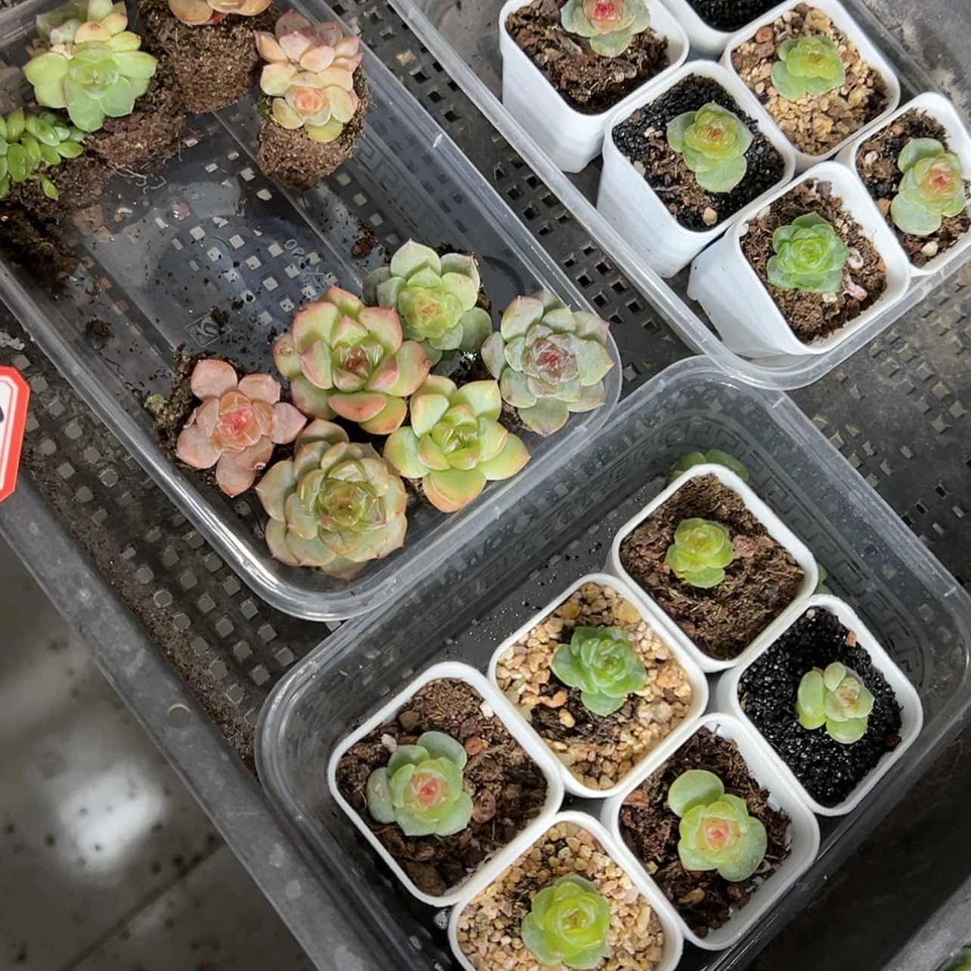 【闪购商品】凤**头904个月的宝宝了