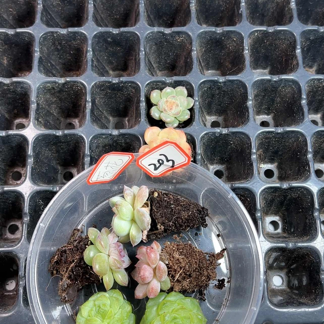 【闪购商品】多**花203哈哈哈哈哈哈