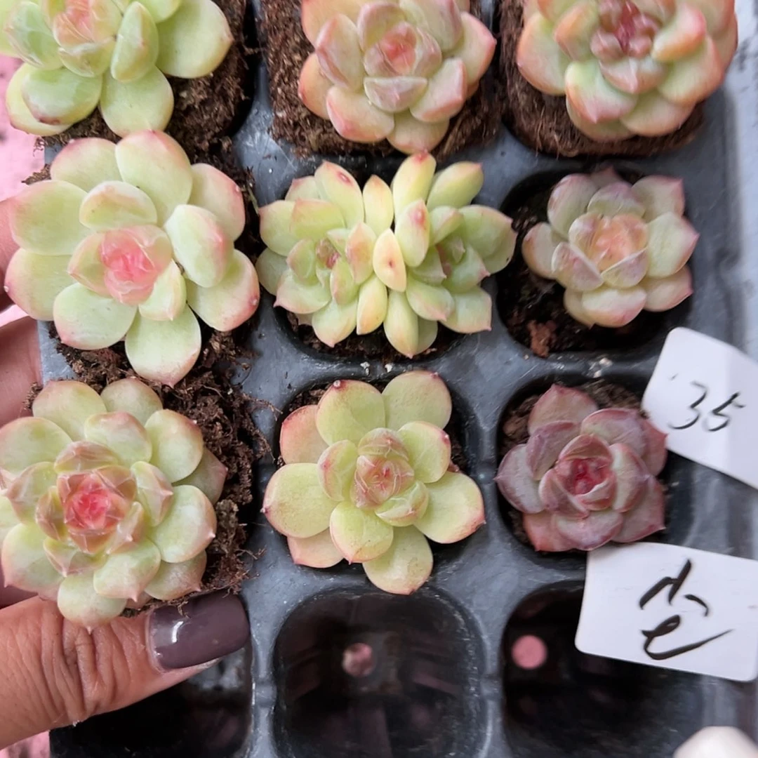 【闪购商品】尘*墨35号线地铁站站
