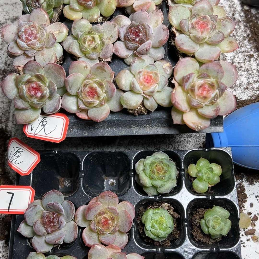 【闪购商品】溯**o7贵司真的太牛啦