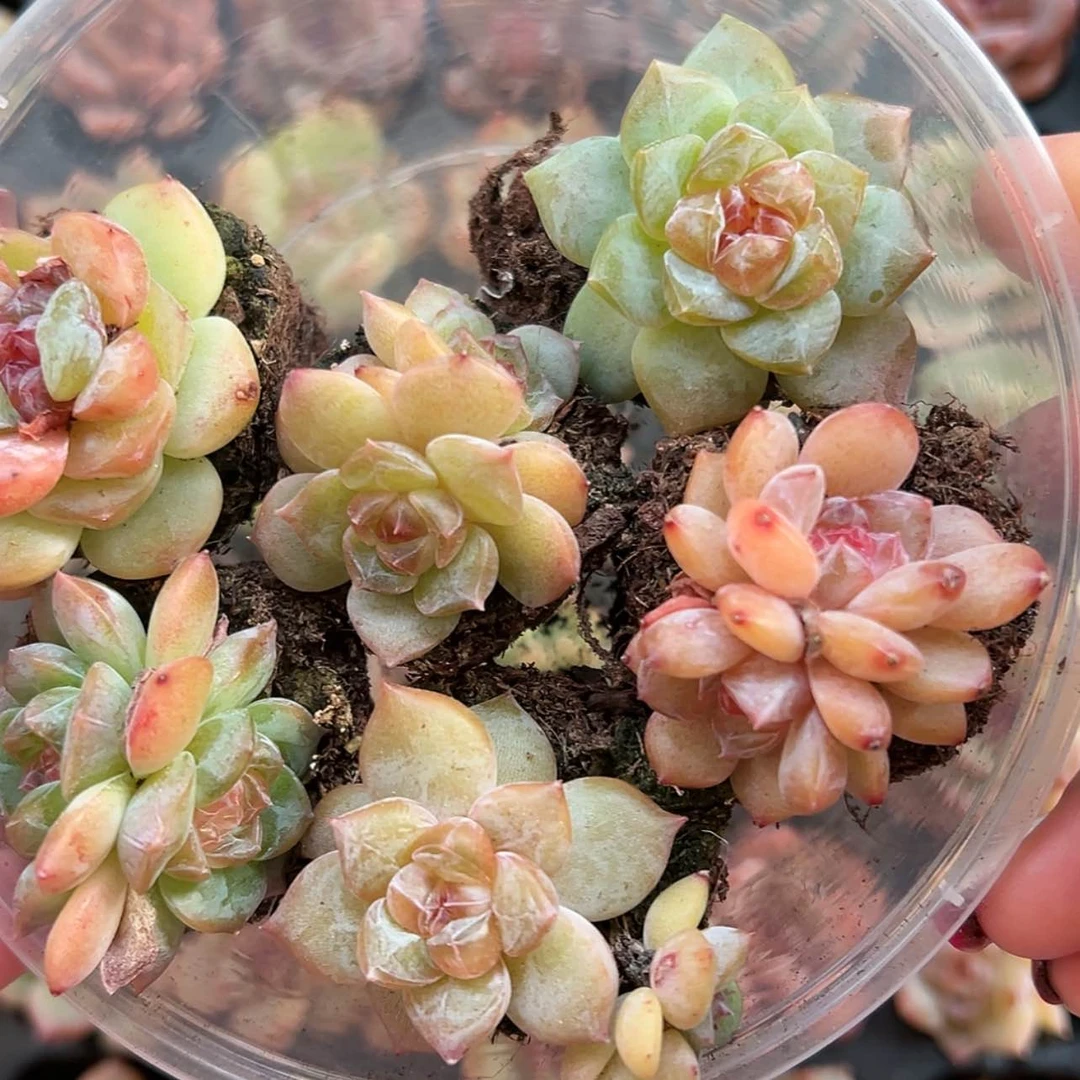 【闪购商品】柏*图808个月的宝宝