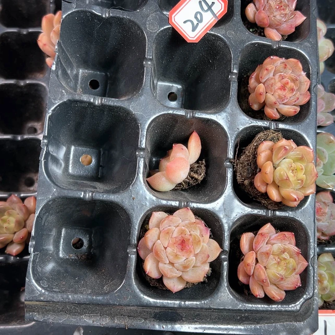 【闪购商品】乐*册204哈哈哈哈哈