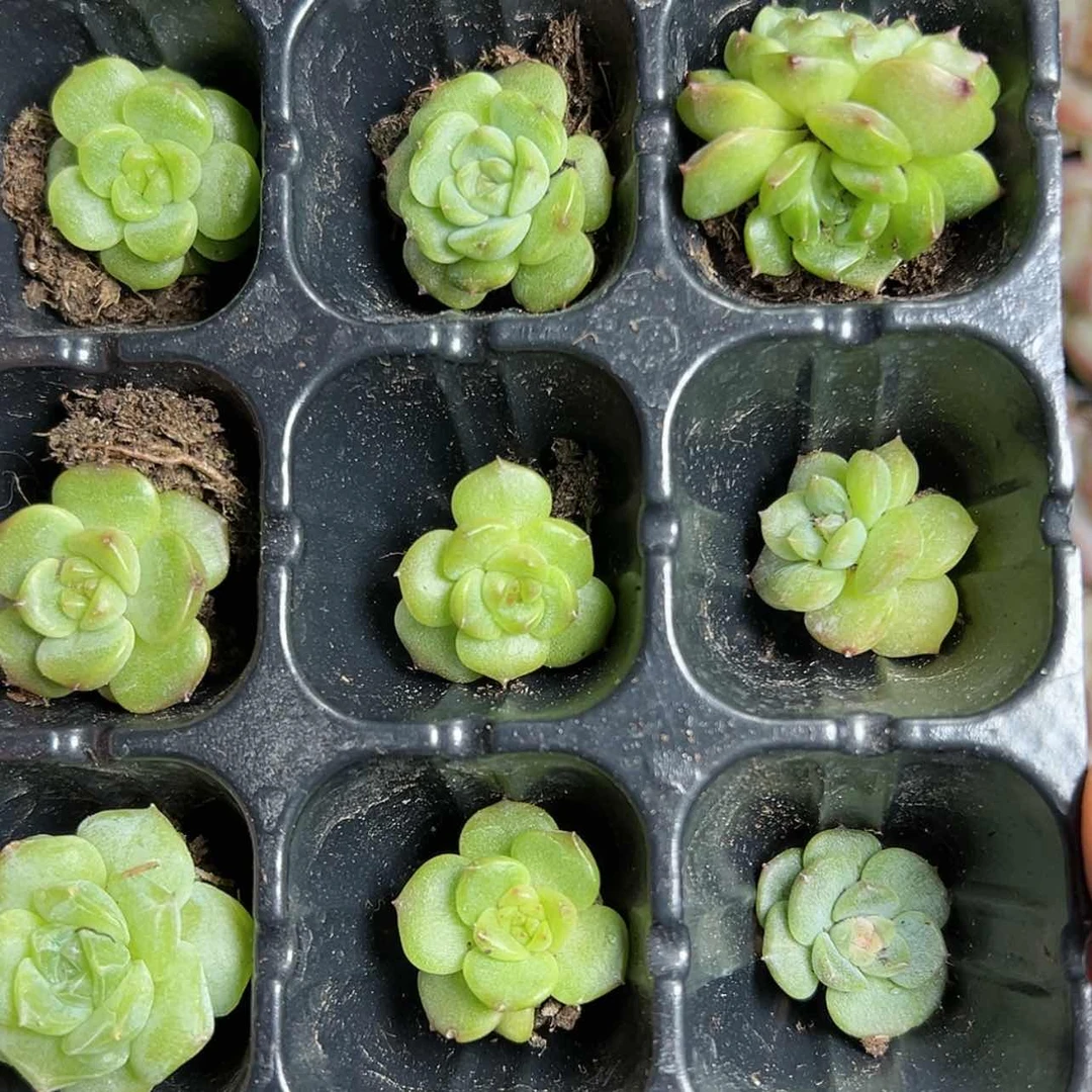 【闪购商品】洢****宝20贵人缘的一种