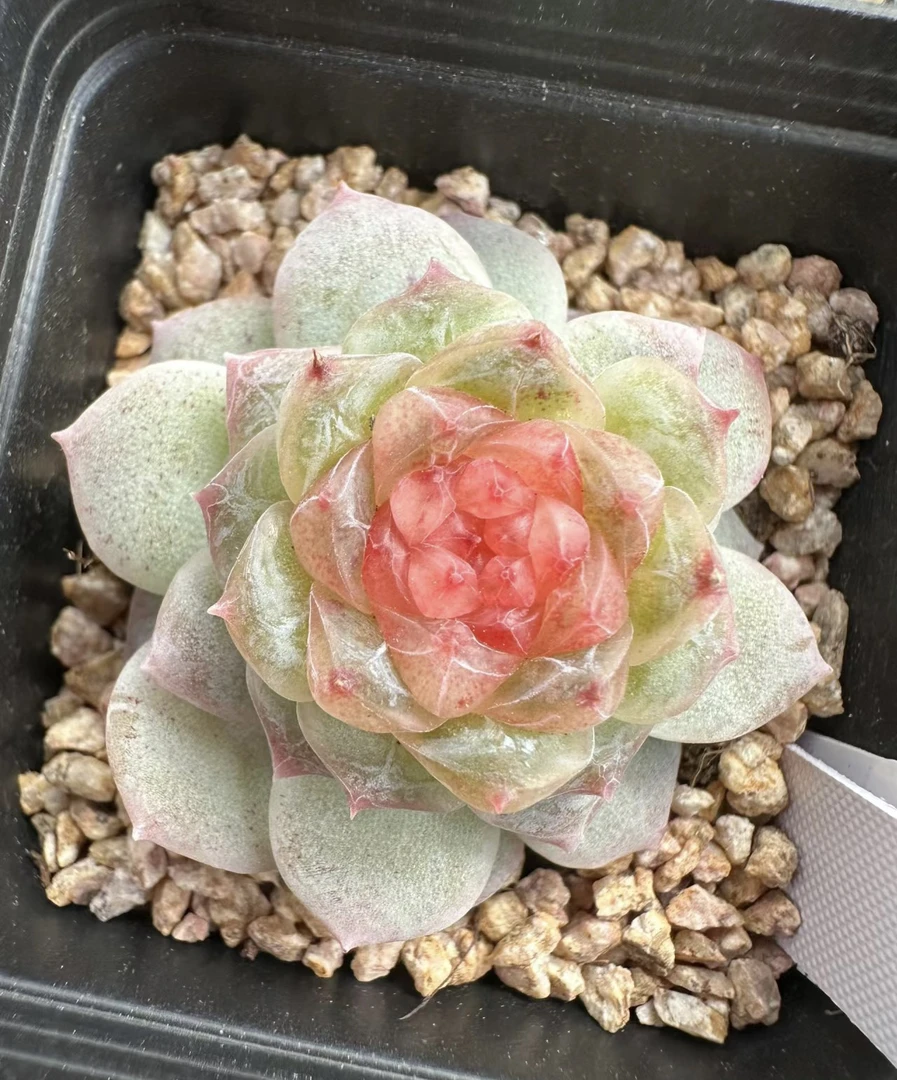 【包签收开箱24小时】单拍501-600珍妮糖心多肉