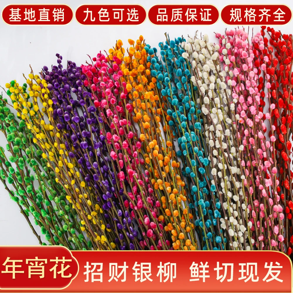 【彩色银柳】银柳真花鲜枝新年年宵花卉耐寒植物干花室内客厅装饰