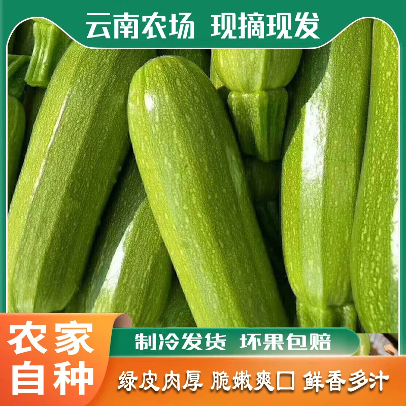 信实农家现摘云南小瓜西葫芦小瓜菜瓜荨瓜三月瓜茭瓜番瓜宝宝蔬菜