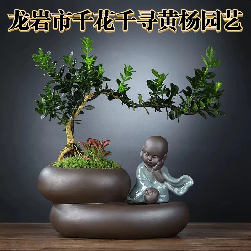 龙鳞黑珍珠黄杨皱皮皱根稀缺品种软枝好造型原生苗室内外耐寒耐热