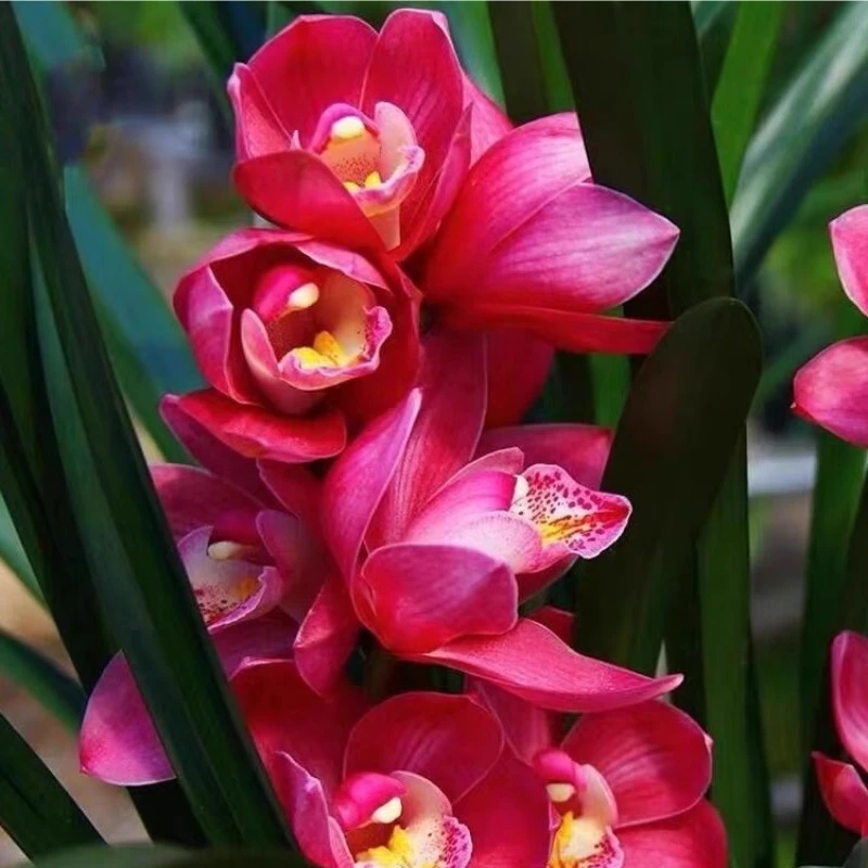 红将军1花剑兰花大花惠兰带花苞兰花剑盆栽鲜绿植物年宵花卉