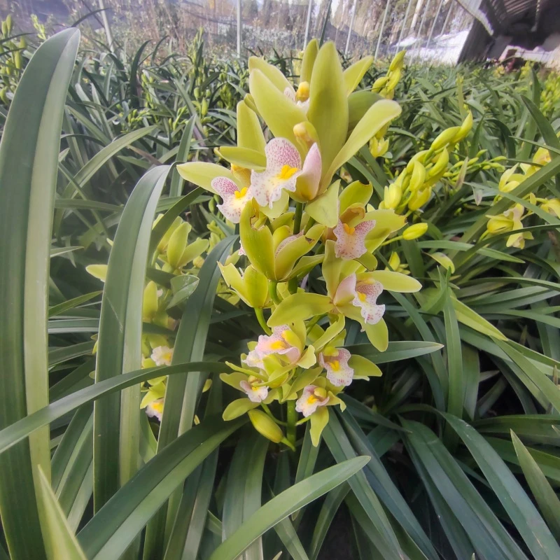 [香兰4支花剑]浓香大花惠兰带花苞盆栽鲜花卉绿植物年宵大花蕙兰
