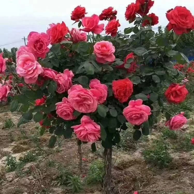棒棒糖树桩月季一物一拍【2颗】